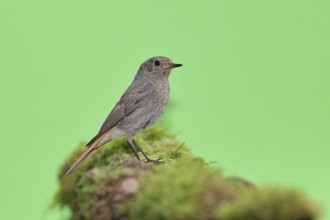 Black redstart (Phoenicurus ochruros), on a moss-covered tree stump in a garden, Wilnsdorf, North
