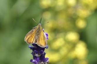 Large skipper (Ochlodes venatus), collecting nectar from a flower of Common lavender (Lavandula