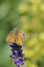Large skipper (Ochlodes venatus), collecting nectar from a flower of Common lavender (Lavandula