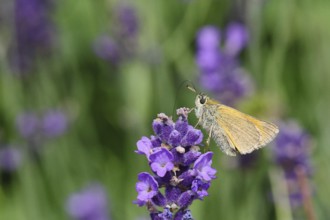 Large skipper (Ochlodes venatus), collecting nectar from a flower of Common lavender (Lavandula