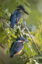Father and son... Kingfisher (Alcedo atthis), young bird (front) sitting together with adult bird