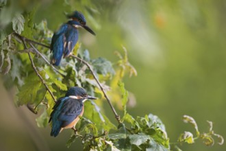 Father and son... Kingfisher (Alcedo atthis), young bird (front) sitting together with adult bird