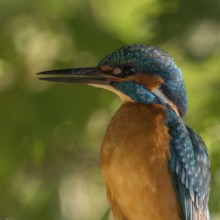 Quite unusual... Kingfisher (Alcedo atthis), male adult, adult male, recognisable by the completely