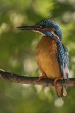 Quite unusual... Kingfisher (Alcedo atthis), male adult, adult male, recognisable by the completely