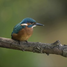 Black feet... Kingfisher (Alcedo atthis), young bird, recognisable by the dark foot colour, freshly