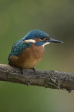 Black feet... Kingfisher (Alcedo atthis), young bird, recognisable by the dark foot colour, freshly