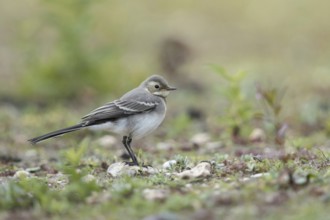 Young bird... White wagtail (Motacilla alba) in typical habitat, on a ruderal area, dry fallow
