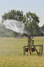 Water shortage... Midsummer (summer heat), sprinkler wagon waters a grain field on a hot summer