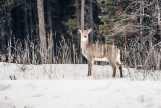 Wildlife on a winter road trip on the Icefields Parkway with lots of snow and ice, Banff National