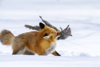 Red fox (vulpes vulpes), Fox hunting eastern gray squirrel (sciurus carolinensis) in winter.