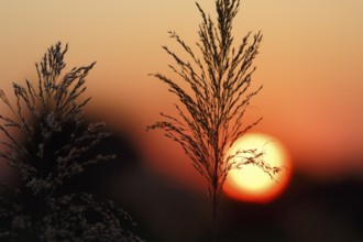 Reed (Phragmites australis), flower panicles in a marshy area, sunset, Saintes-Maries-de-la-Mer,