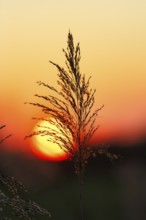 Reed (Phragmites australis), flower panicles in a marshy area, sunset, Saintes-Maries-de-la-Mer,