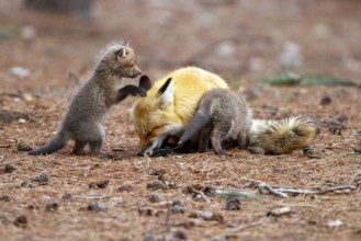 Red fox (vulpes vulpes), fox playing with cubs, Province of Quebec, Canada, North America