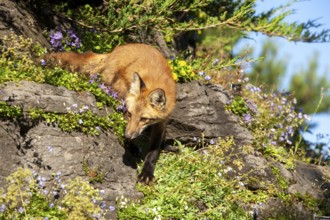 Red fox (Vulpes vulpes), Fox standing on a rock and looking for a prey, Montreal botanical garden,