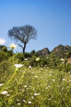 Rocher du roquebrune, Roquebrune-sur-Argens, near Saint-Raphaël, Massif de l'Esterel, Esterel