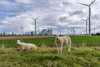 RWE coal-fired power plant Eemshavencentrale, in the seaport of Eemshaven, operator RWE Power, wind