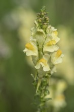 Common toadflax (Linaria vulgaris), Emsland, Lower Saxony, Germany