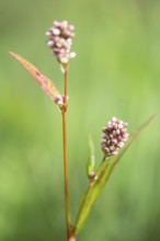 Flea knotweed (Persicaria maculosa), Emsland, Lower Saxony, Germany