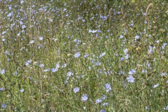 Chicory (Cichorium intybus), Lower Saxony, Germany