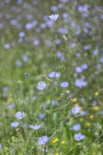 Chicory (Cichorium intybus), Lower Saxony, Germany