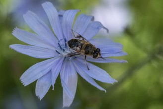 Tapered Dronefly (Eristalis pertinax) on Common chicory (Cichorium intybus), Lower Saxony, Germany