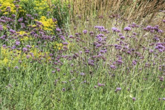 Flower bed with Solidago canadensis (Solidago canadensis), Purpletop vervain (Verbena bonariensis)