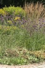 Flower bed with Solidago canadensis (Solidago canadensis), Purpletop vervain (Verbena bonariensis)