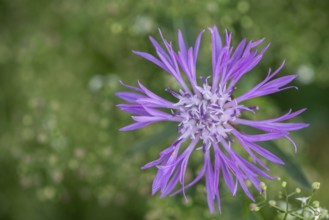 Meadow knapweed (Centaurea jacea), Lower Saxony, Germany