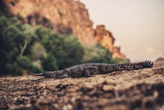Special light atmosphere with crocodile in the outback in Windjana Gorge National Park in Australia