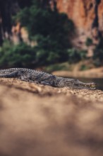 Special light atmosphere with crocodile in the outback in Windjana Gorge National Park in Australia