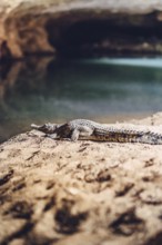 Tunnel Creek National Park with a crocodile in the north-west of Australia in the outback. Waters