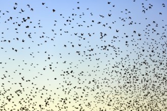 A flock of soaring starlings (Sturnus vulgaris) in the evening sky, full-frame, Camargue Regional