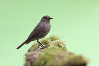 Black redstart (Phoenicurus ochruros), on a moss-covered tree stump in a garden, Wilnsdorf, North