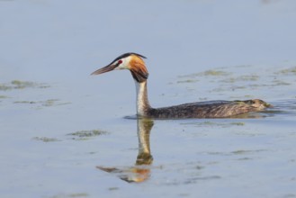 Great Crested Grebe (Podiceps Scalloped ribbonfish) swimming on Lake Ziggsee, animal photo, bird,