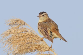 Reed Warbler (Acrocephalus schoenobaenus) sitting on a reed, wildlife, migratory bird, nature