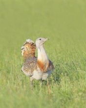 Great Bustard (Otis tarda), standing in a meadow, steppe bird, extremely rare bird species,