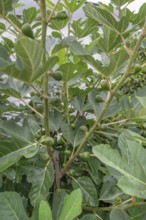 Unripe figs on a tree, Bavaria, Germany