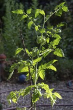 Tomato bush with green tomatoes (Solanum lycopersicum), Bavaria, Germany