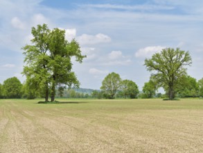 A group of English oaks (Quercus robur), standing in a field during leaf emergence, Siebeneichen