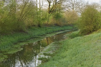 Small stream leads through forest with English oaks, Siebeneichen nature reserve, Merenschwand,