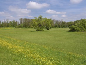 Field of flowering buttercup (Ranunculus), Freiamt, Canton Aargau, Switzerland