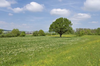 English oak (Quercus robur), leaf budding in front of a blue cloudy sky, Freiamt, Canton Aargau,
