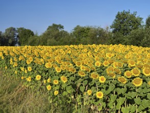 Field of flowering sunflowers (Helianthus annuus), Canton Zug, Switzerland