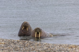 Two walruses (Rosmarus arcticus) in the water, Mammals (Mammalia), Eolusneset, Spitsbergen,