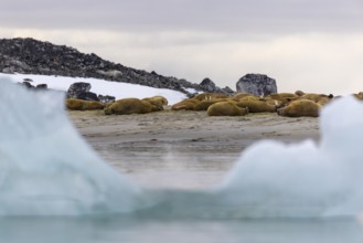 Group of walruses (Rosmarus arcticus) lying on the beach, drift ice, Mammals (Mammalia),