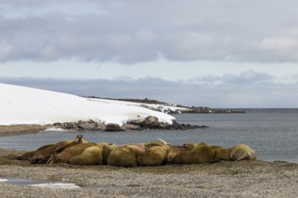 Group of walruses (Rosmarus arcticus) on the beach, Mammals (Mammalia), Eolusneset, Spitsbergen,