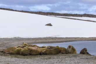 Group of walruses (Rosmarus arcticus) on the beach, snow, Mammals (Mammalia), Eolusneset,