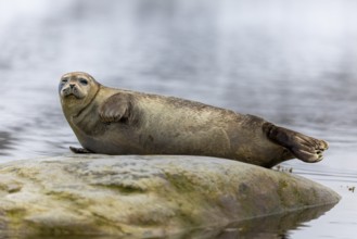 Harbour seal (Phoca vitulina) lying on a stone in the water, Mammals (Mammalia), Gravnesodden,