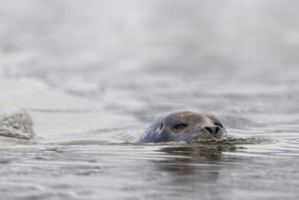Harbour seal (Phoca vitulina) swimming in the water, Mammals (Mammalia), Gravnesodden, Spitsbergen,