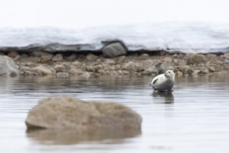 Harbour seal (Phoca vitulina) lying on a stone in the water, Mammals (Mammalia), Smeerenburgbreen,